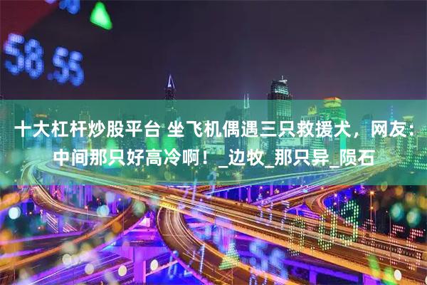 十大杠杆炒股平台 坐飞机偶遇三只救援犬，网友：中间那只好高冷啊！_边牧_那只异_陨石